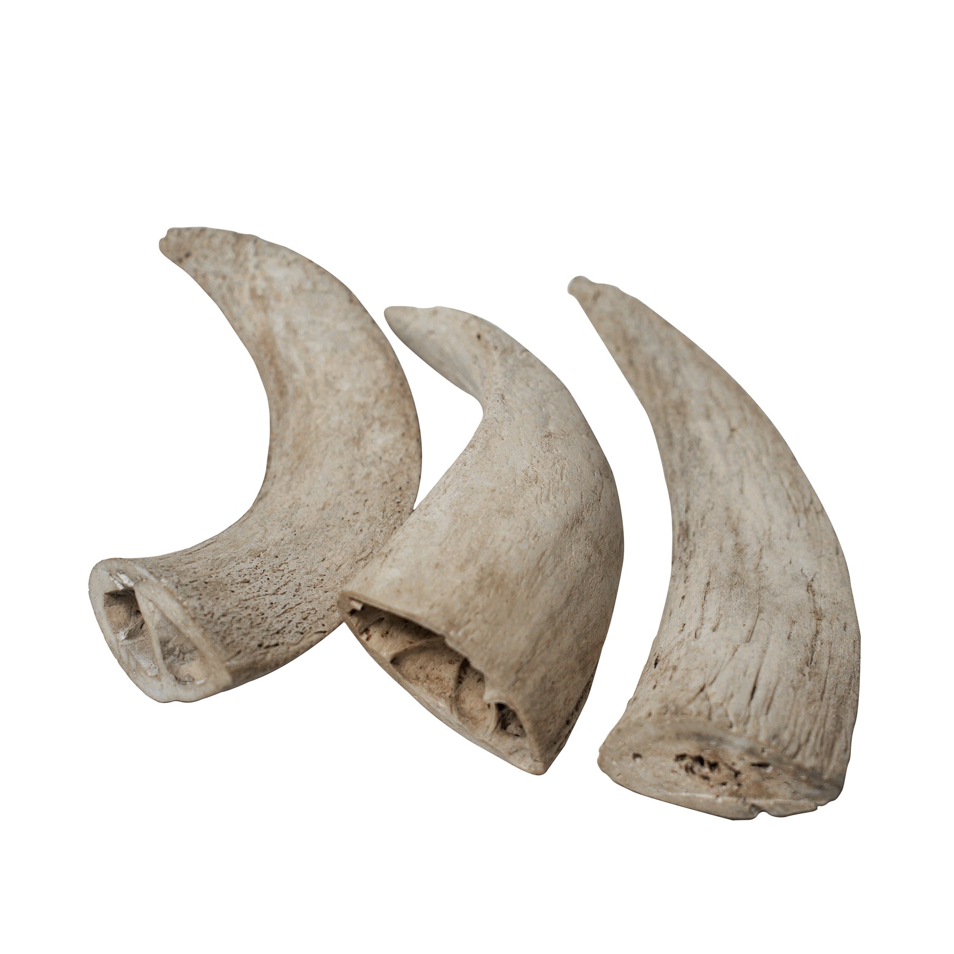 Water Buffalo Horn Core-8